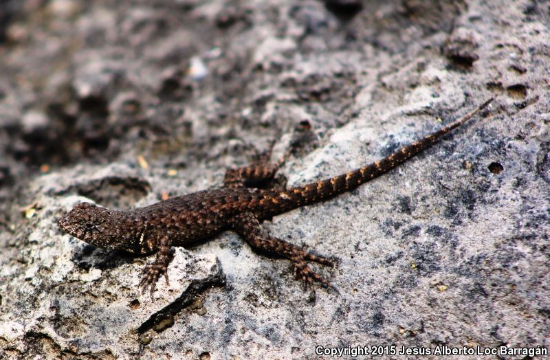 Nelson's Spiny Lizard (Sceloporus nelsoni)