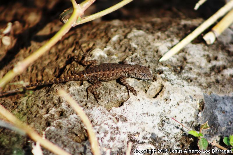 Nelson's Spiny Lizard (Sceloporus nelsoni)