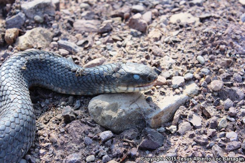 Central American Indigo Snake (Drymarchon melanurus)
