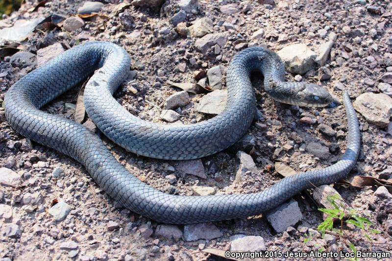 Central American Indigo Snake (Drymarchon melanurus)