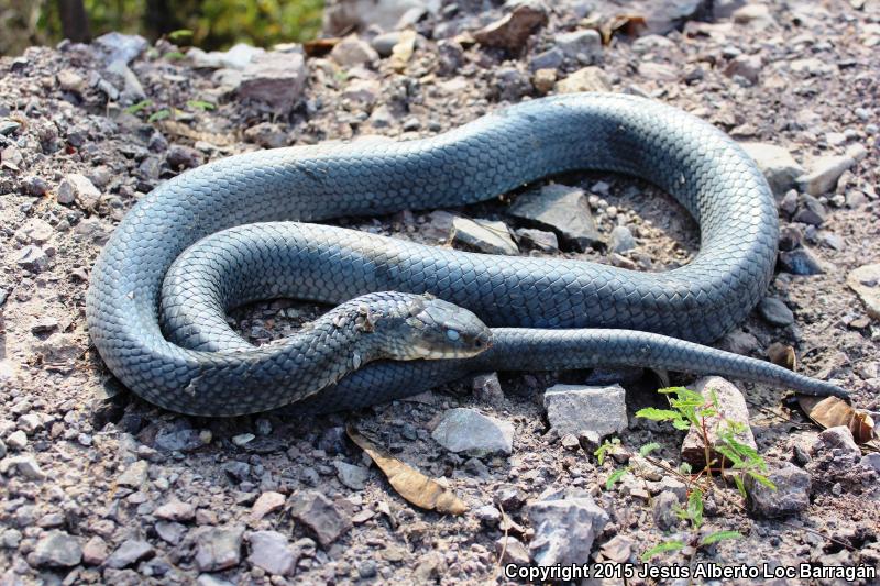 Central American Indigo Snake (Drymarchon melanurus)