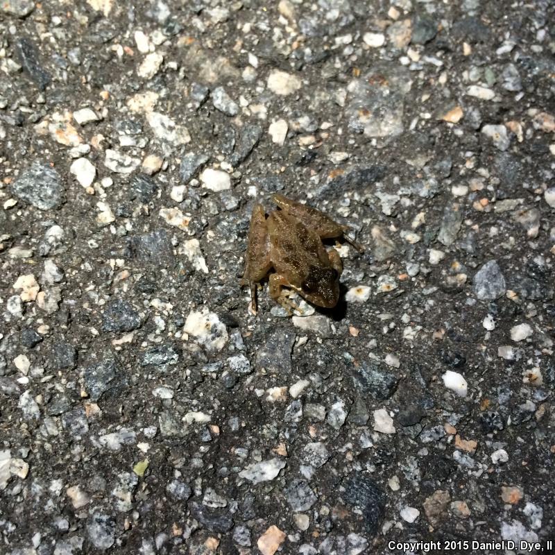 Coastal Plain Cricket Frog (Acris gryllus gryllus)