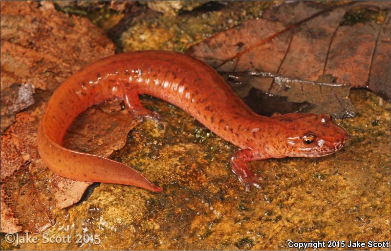 Carolina Spring Salamander (Gyrinophilus porphyriticus dunni)