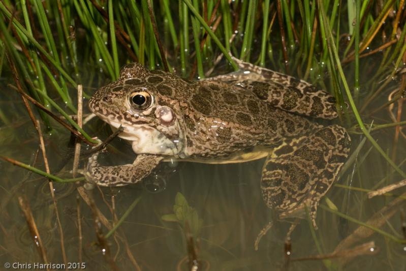 Southern Crawfish Frog (Lithobates areolatus areolatus)