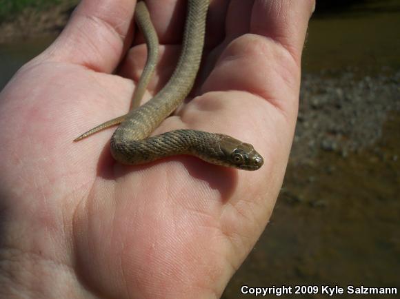 Brazos Watersnake (Nerodia harteri)