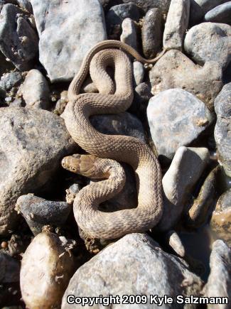 Brazos Watersnake (Nerodia harteri)