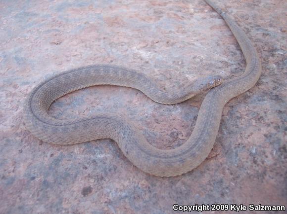 Brazos Watersnake (Nerodia harteri)