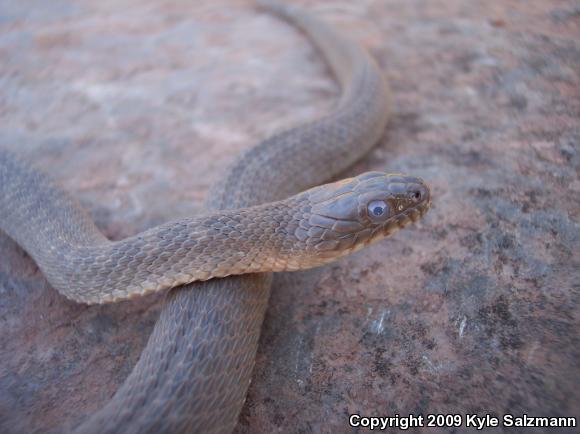 Brazos Watersnake (Nerodia harteri)