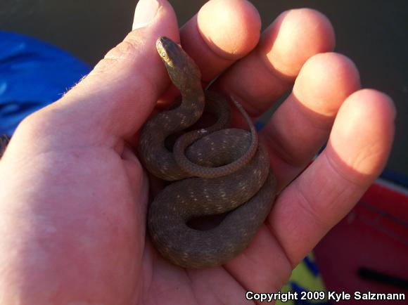 Brazos Watersnake (Nerodia harteri)