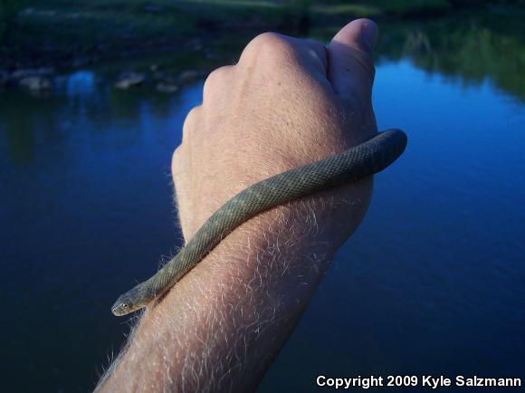 Brazos Watersnake (Nerodia harteri)