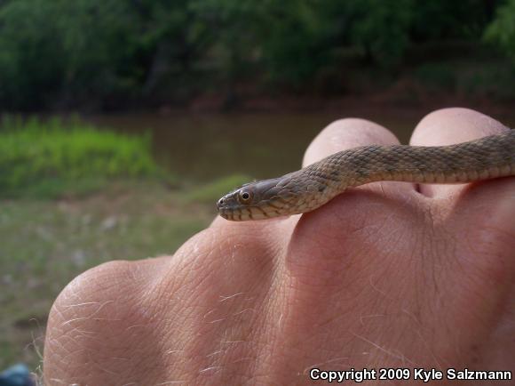 Brazos Watersnake (Nerodia harteri)