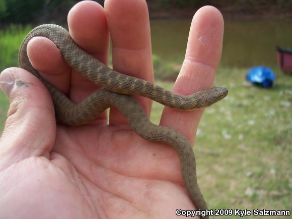 Brazos Watersnake (Nerodia harteri)