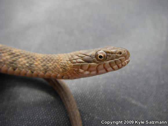 Brazos Watersnake (Nerodia harteri)