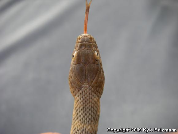 Brazos Watersnake (Nerodia harteri)