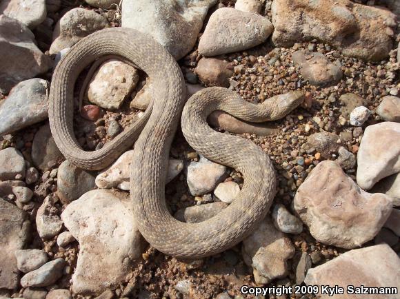 Brazos Watersnake (Nerodia harteri)