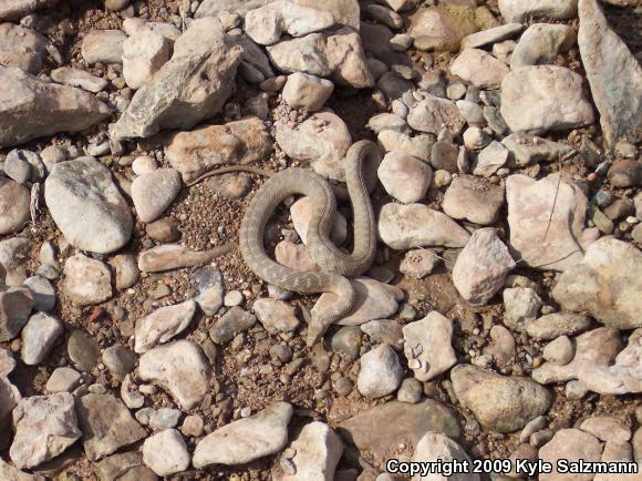 Brazos Watersnake (Nerodia harteri)