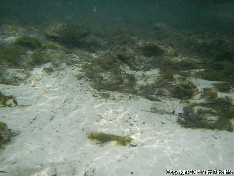 Suwannee Cooter (Pseudemys suwanniensis)