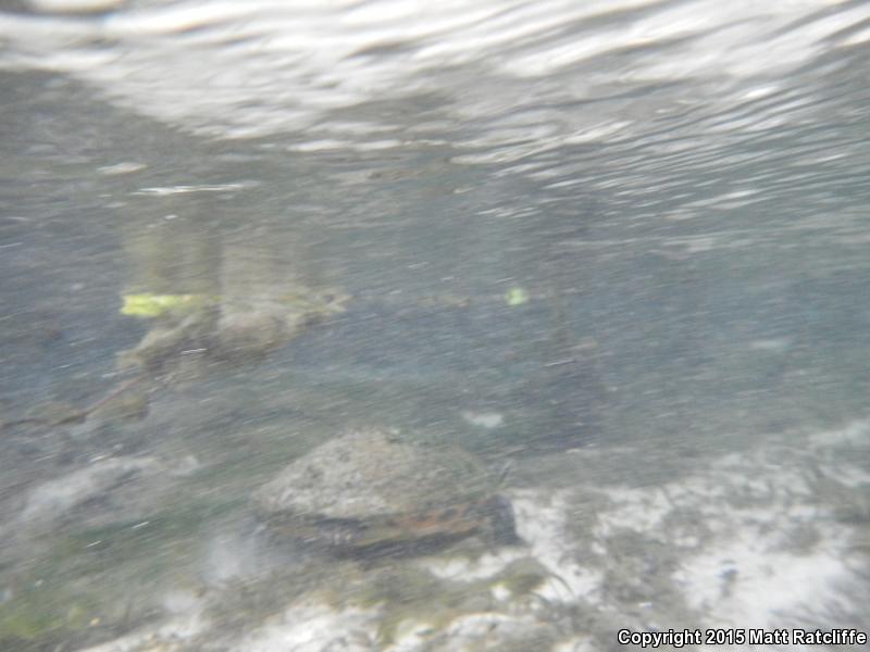 Suwannee Cooter (Pseudemys suwanniensis)