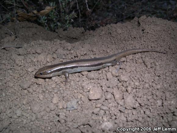 Western Redtail Skink (Plestiodon gilberti rubricaudatus)