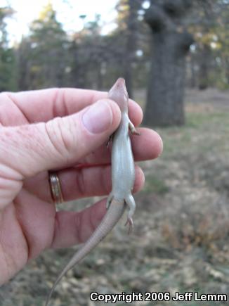 Western Redtail Skink (Plestiodon gilberti rubricaudatus)