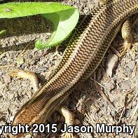 Variegated Skink (Plestiodon gilberti cancellosus)