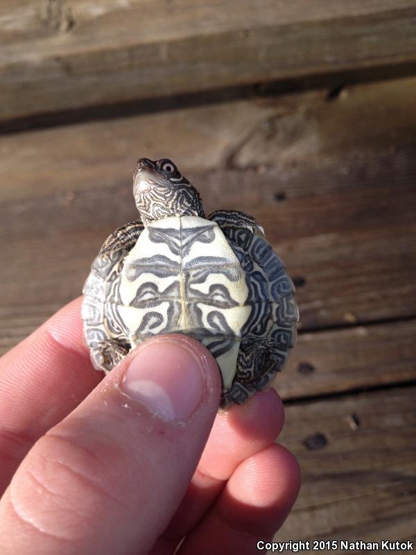 Mississippi Map Turtle (Graptemys pseudogeographica kohnii)