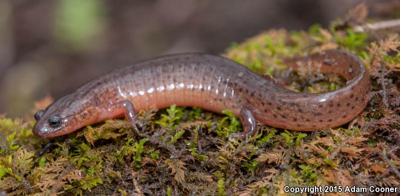 Gulf Coast Mud Salamander (Pseudotriton montanus flavissimus)