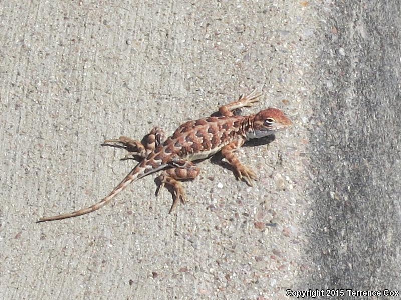 Sonoran Earless Lizard (Holbrookia elegans thermophila)