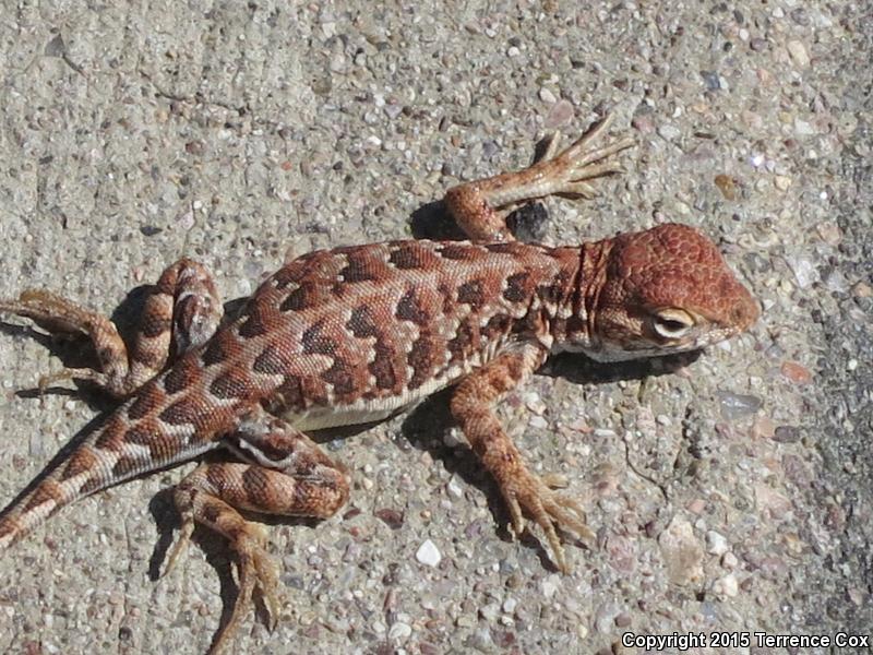 Sonoran Earless Lizard (Holbrookia elegans thermophila)