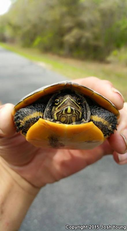 Eastern Chicken Turtle (Deirochelys reticularia reticularia)