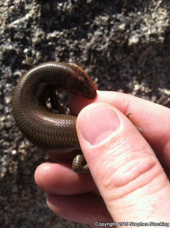 Arizona Skink (Plestiodon gilberti arizonensis)