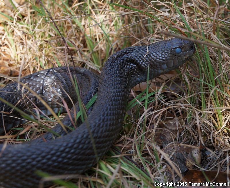 Black Pinesnake (Pituophis melanoleucus lodingi)