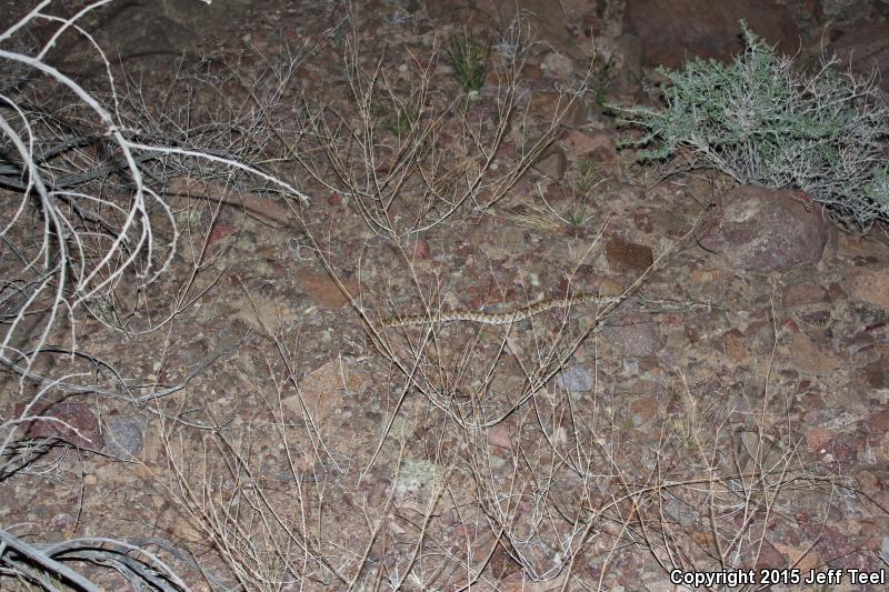 Baja California Lyresnake (Trimorphodon biscutatus lyrophanes)