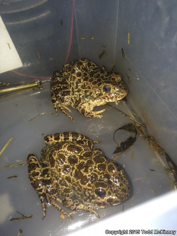 Crawfish Frog (Lithobates areolatus)