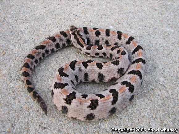 Western Pigmy Rattlesnake (Sistrurus miliarius streckeri)