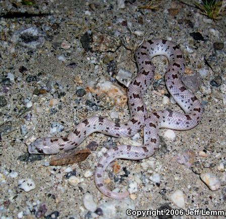 Spotted Leaf-nosed Snake (Phyllorhynchus decurtatus)