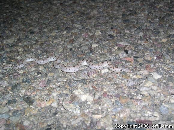 Spotted Leaf-nosed Snake (Phyllorhynchus decurtatus)