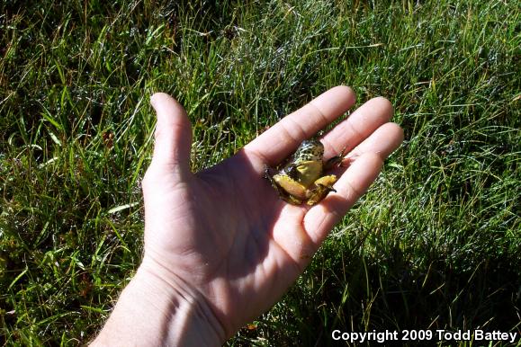 Sierra Nevada Yellow-legged Frog (Rana sierrae)