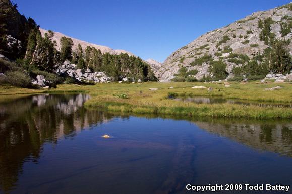 Sierra Nevada Yellow-legged Frog (Rana sierrae)