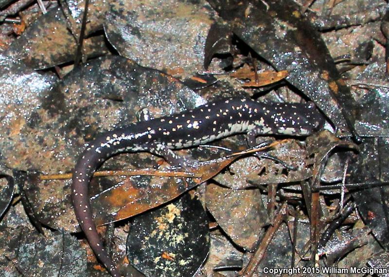 Ocmulgee Slimy Salamander (Plethodon ocmulgee)