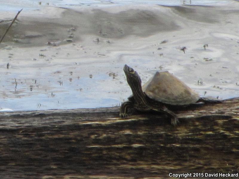 Mississippi Map Turtle (Graptemys pseudogeographica kohnii)