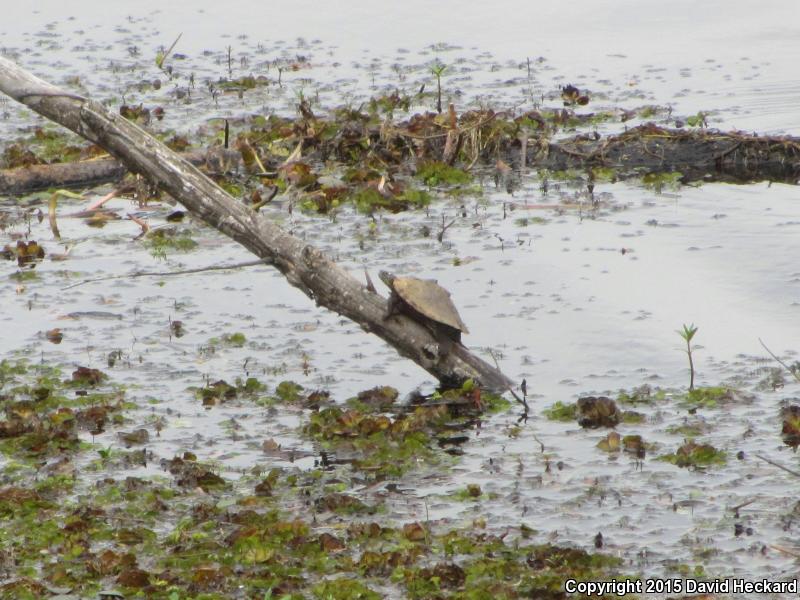 Sabine Map Turtle (Graptemys ouachitensis sabinensis)