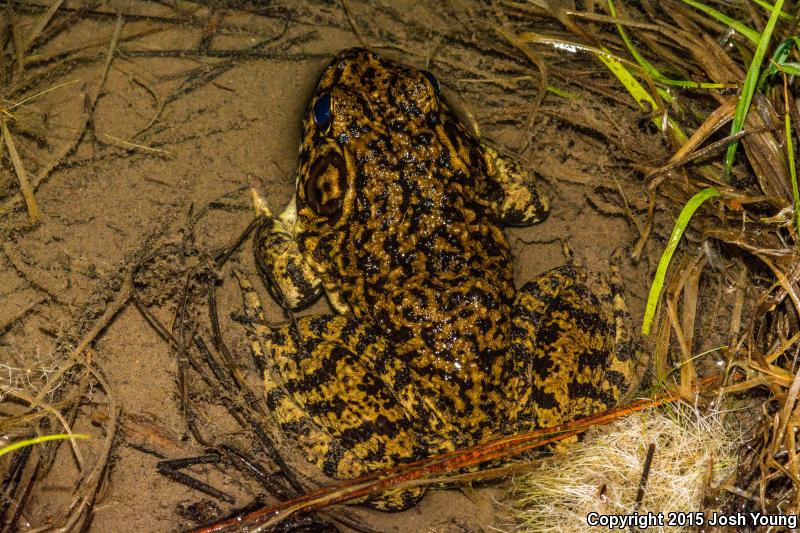 River Frog (Lithobates heckscheri)