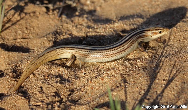 Northern Many-lined Skink (Plestiodon multivirgatus multivirgatus)