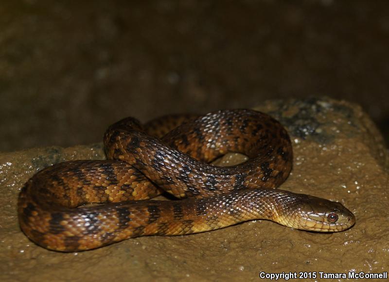 Mississippi Green Watersnake (Nerodia cyclopion)