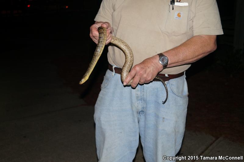 Mississippi Green Watersnake (Nerodia cyclopion)