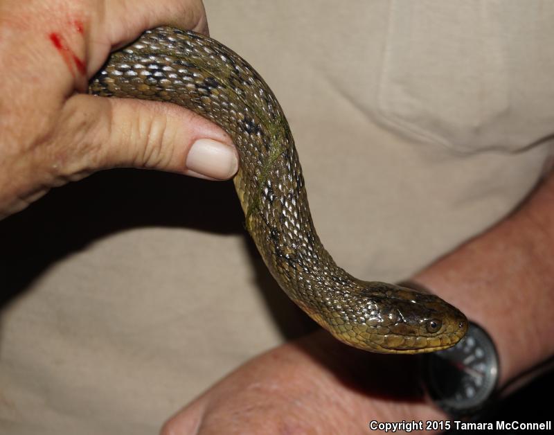 Mississippi Green Watersnake (Nerodia cyclopion)