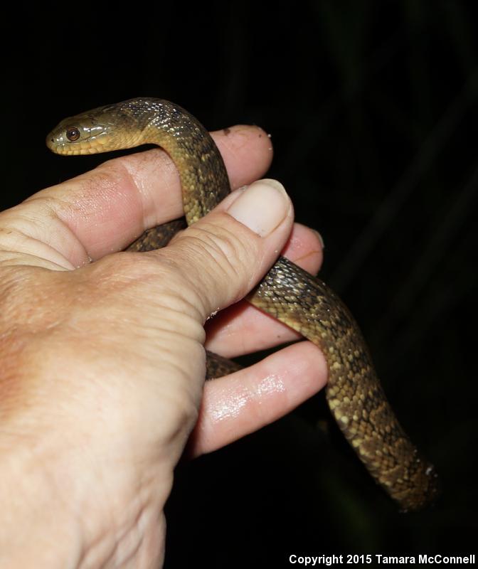 Mississippi Green Watersnake (Nerodia cyclopion)