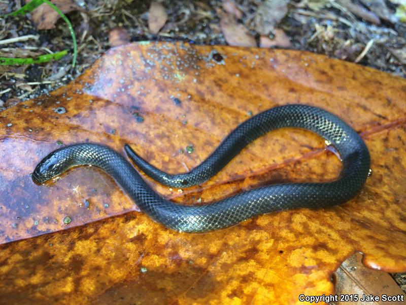 North Florida Swampsnake (Seminatrix pygaea pygaea)