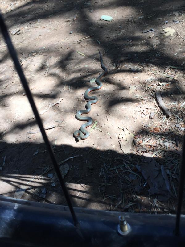 Coral-bellied Ring-necked Snake (Diadophis punctatus pulchellus)